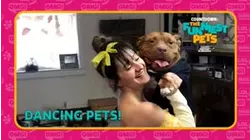 Countdown: The Funniest Pets | Dancing Pets!