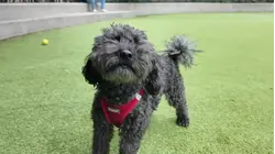 'Scoop Act' targets dog waste citywide