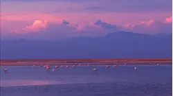 Chile - Desert Voices