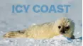 Icy Coast