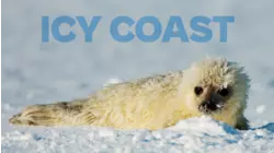 Icy Coast