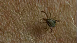 How to protect yourself from tick bites