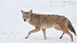 Wildlife experts urge residents to use caution after several coyote sightings