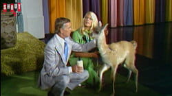The Johnny Carson Show: Animal Antics With Joan Embery (9/13/74)