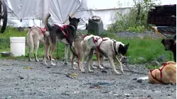 Sled Dogs