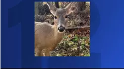 Connecticut drivers warned as deer crashes spike in fall months