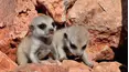 Baby Animals in the Wild