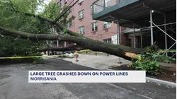 'It sounded like a bomb.' Large tree crashes down on power lines in Morrisania