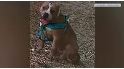 Dog found dead at Yonkers park leads to aggravated animal cruelty arrest