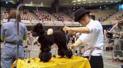 Tokyo Dog Grooming Championships