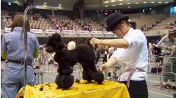 Tokyo Dog Grooming Championships