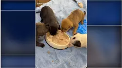 Nearly 30 dogs rescued from North Bay home, police say