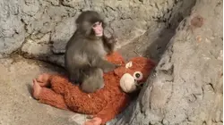 'Punch' the monkey making new friends