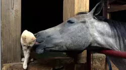 Best Friends