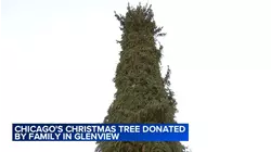 Chicago selects Glenview Norway Spruce for official Christmas Tree