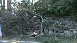 Downed branches, trees and wires leave partial road closures in Greenwich