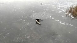 Pet Olympics | Animals On Ice