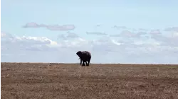 Flight of the Pachyderms