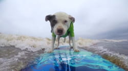 Best Pets of the Month | Ep. 3.7