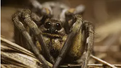 Spiders and Scorpions