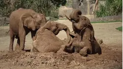 Exclusive: Get a First Look at San Diego Zoo's Elephant Valley