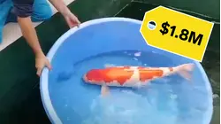 Why Koi Fish Are So Expensive