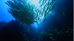 Costa Rica - Shark Defenders