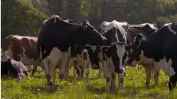 Dairy
