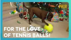 For the Love of Tennis Balls!