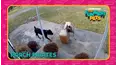 Countdown: The Funniest Pets