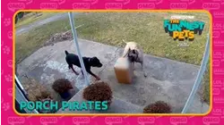Countdown: The Funniest Pets | Porch Pirates