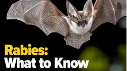 Second bat infected with rabies found in Sullivan County