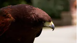 Gleneagles & Scottish Countryside