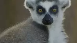 Madagascar
