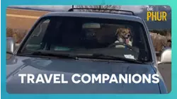 Travel Companions