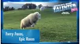 World's Most Talented Pets
