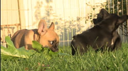 Puppy Love | Ep. 2.7