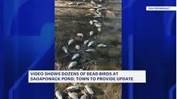 East End officials respond as dead birds pile up on Long Island shorelines