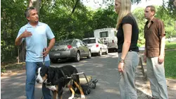 Mail Carriers vs. Dogs