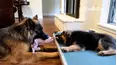 TPC's Pet Obsessed