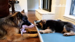 Pet Obsessed | To The Rescue