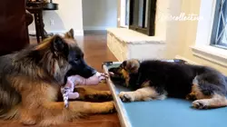 To The Rescue