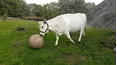 Animals Unscripted