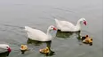 Baby Animals in Our World
