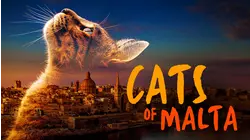 Cats of Malta