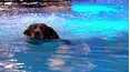 Superstar Dogs