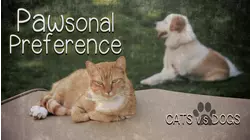 Pawsonal Preference (2019)