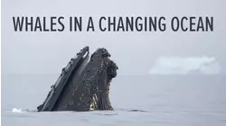 Whales in a Changing Ocean