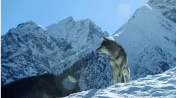 The Alps