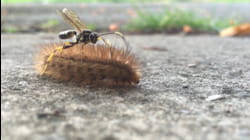 ViralWild | Bug Report